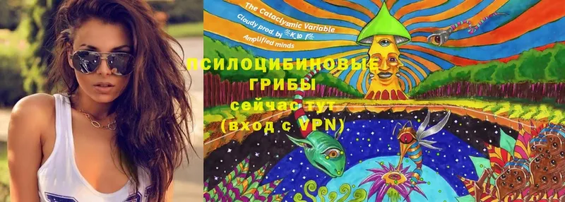 купить  цена  Данков  Псилоцибиновые грибы Psilocybe 